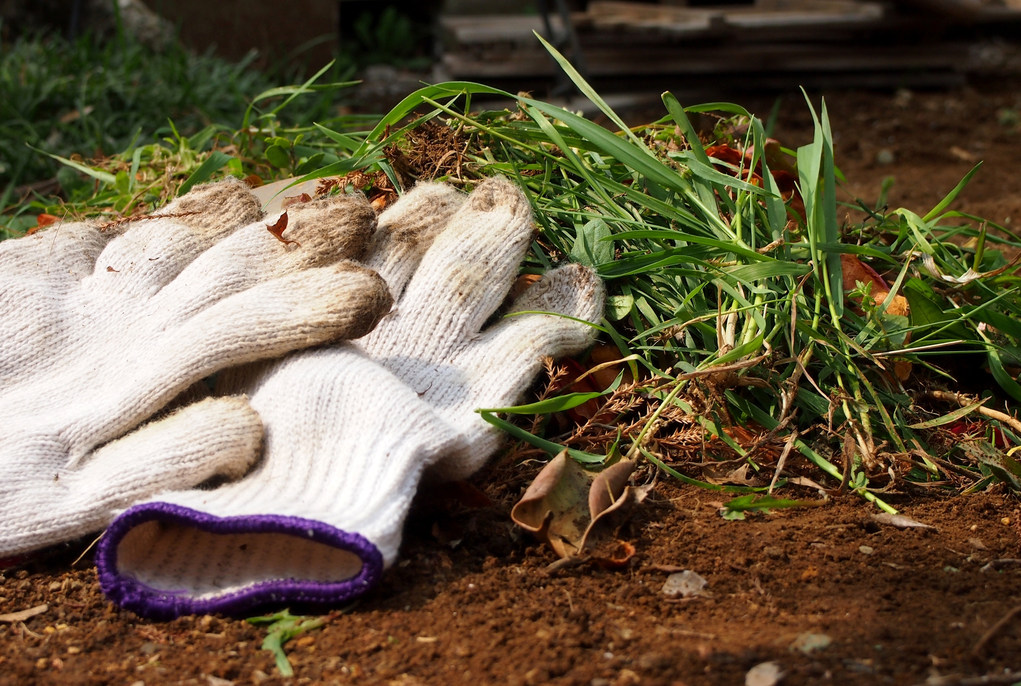 婆の猫の手・庭工房の紹介写真_2枚目