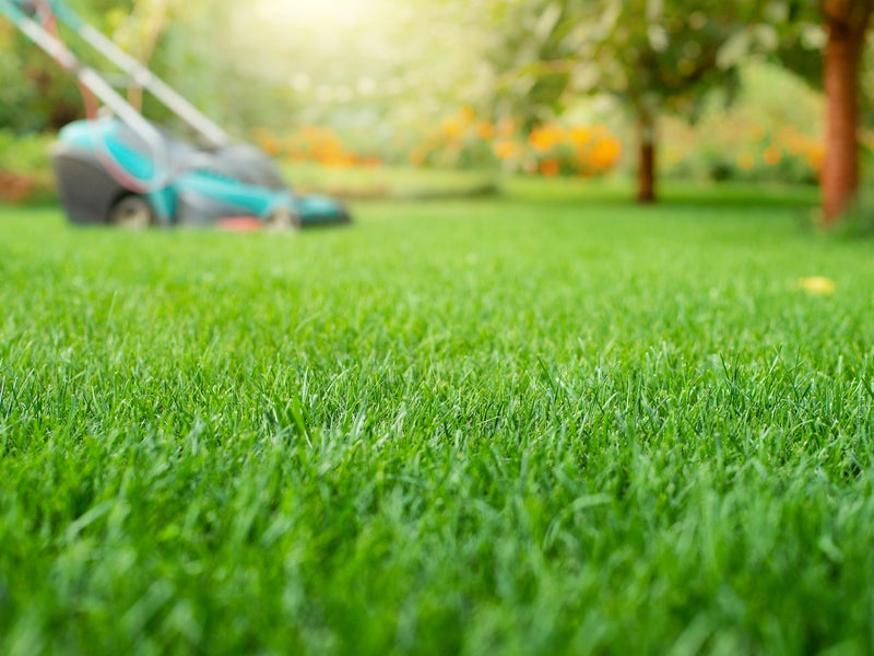婆の猫の手・庭工房の画像